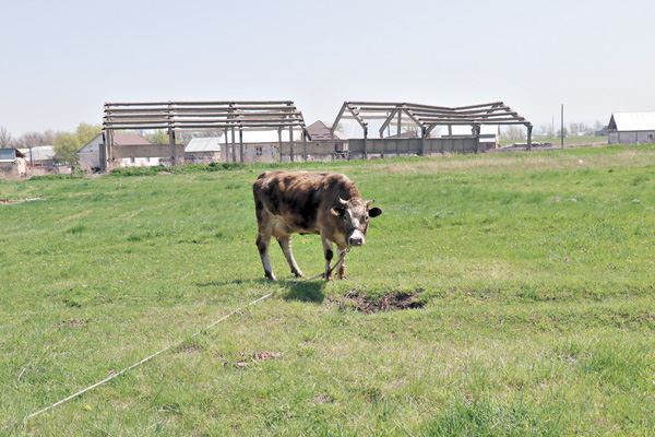 На загрязненном пестицидами поле, рядом с разрушенным складом пасется скот. Посёлок Кызылкайрат