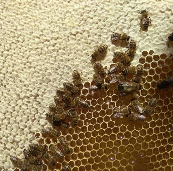 В пчеловодстве важен творческий подход