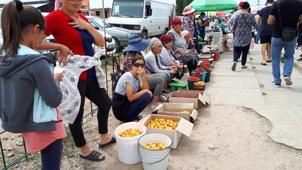 Урожай абрикосов и черешни в этом году на Иссык-Куле отменный