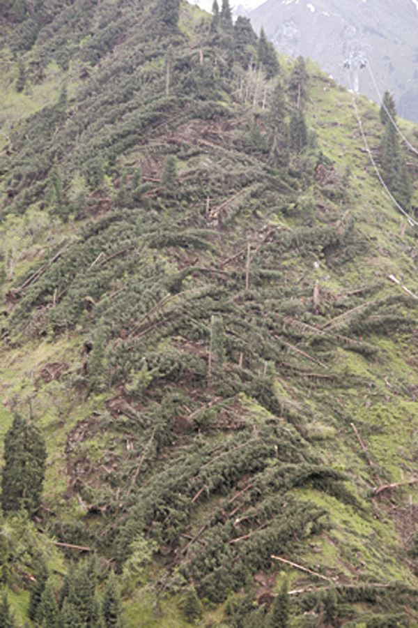 17 мая ураган снес тысячи деревьев в горах близ Алматы на 470 гектарах – почти 100 тысяч кубометров ветровальной древесины на горе Мохнатка. Фото Тахира САСЫКОВА