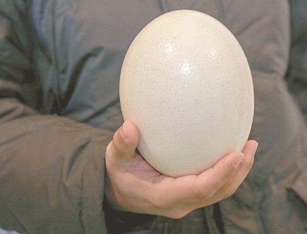 Одно страусиное яйцо может весить до 1,5 кг, им можно накормить пару десятков человек