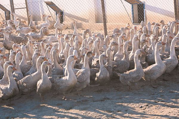 На ферме живут также около 8 тысяч кур, перепелов, цесарок, индюков, гусей и уток