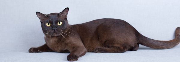 Бурманский молодой кот Вегас соболиного окраса – победитель ринга редких пород