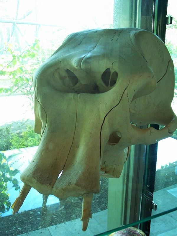 Череп доисторического карликового слона. По мнению палеонтолого Отения Абеля именно эти останки породили легенды о циклопах